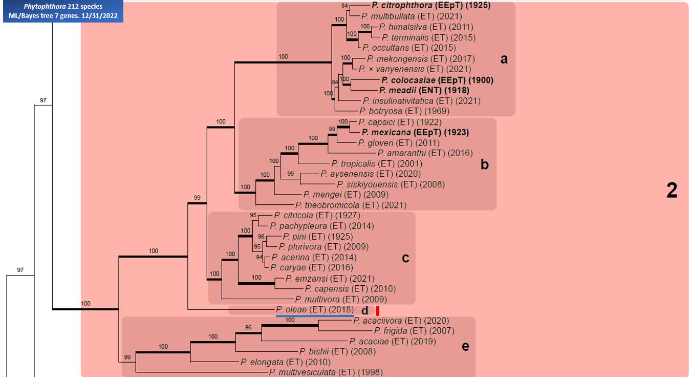    Phytophthora  spp. in Clade 2d:  portion of the seven-loci ML phylogeny featuring the type cultures of 212 described species (by T. Bourret). Notice the position of   P. oleae  Ex-type CBS 141871 = Samp;T BL 219 . Gloria Abad, USDA Samp;T.
